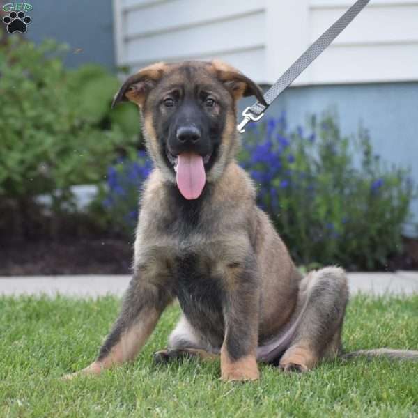 Kooper, German Shepherd Puppy